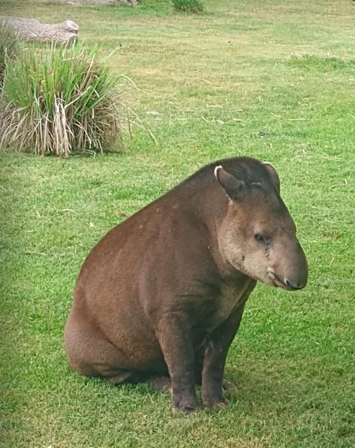 TIERRA DE TAPIRES- Ambiente de Tapir