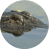 Alligator americano