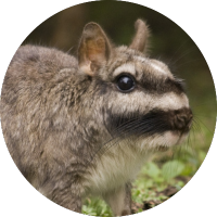 Vizcacha