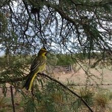 19 cardenales amarillos rescatados del tráfico ilegal fueron reinsertados en el sur de la...