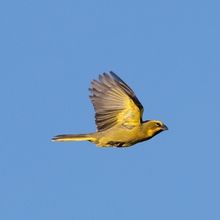 18 CARDENALES AMARILLOS MÁS EN EL SUR DE LA PROVINCIA DE BUENOS AIRES