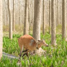 Un ciervo de los pantanos volvió a la naturaleza luego de recuperarse de una herida grave