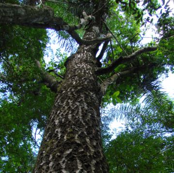 Conservación